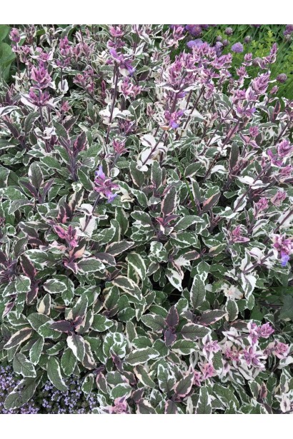 Шавлія Триколор з кольоровим листям для вашого саду.